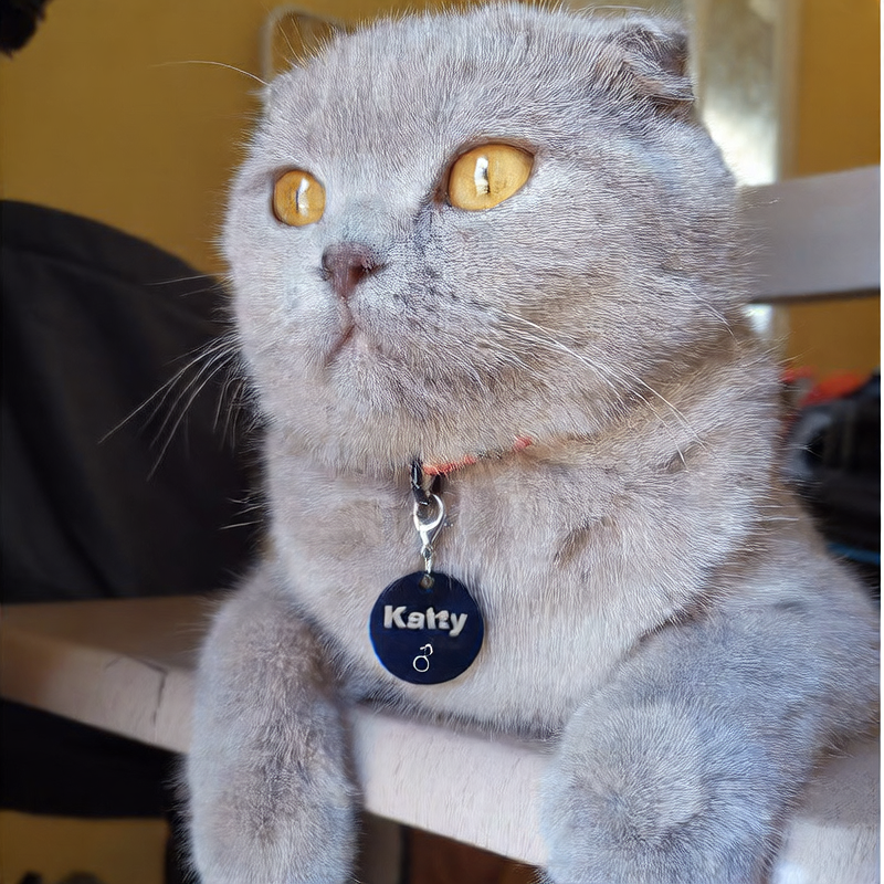 Personalized Stainless Steel Pet ID Tag